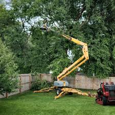 How Our Tree Care Process Works  in  Berwyn, IL